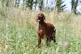 SETTER IRLANDAIS 084